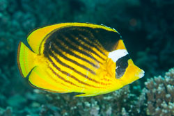 BD-121128-Aqaba-7592-Chaetodon-fasciatus.-Forsskål.-1775-[Diagonal-butterflyfish].jpg